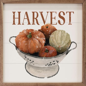 Harvest Pumpkins In Colander White